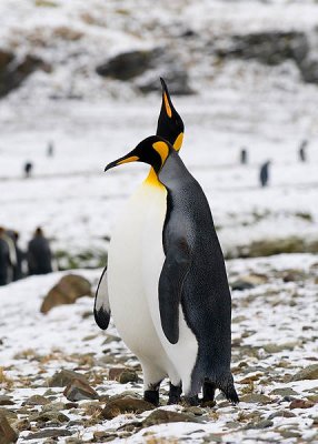 King Penguins,  Fortuna Bay 12