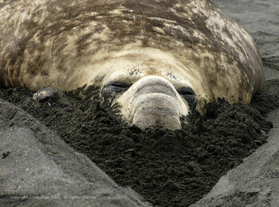 Elephant Seal,  Gold Harbour  3
