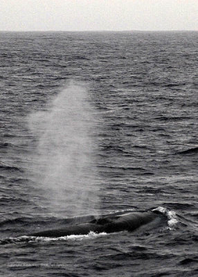 Fin Whales, Southern Ocean  1