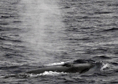 Fin Whales, Southern Ocean  2