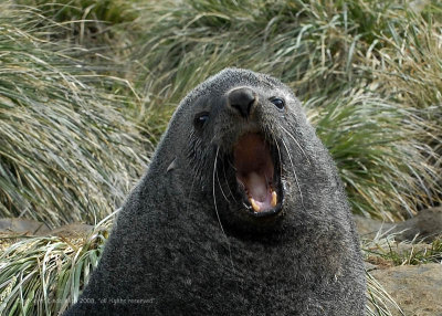 Fur Seal, Prion Island  1