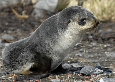 Fur Seal Pup,  Prion Island  1