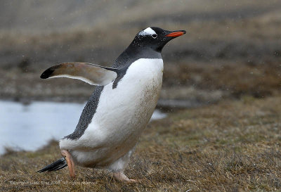 Gentoo Penguin, Stromness Harbor  1