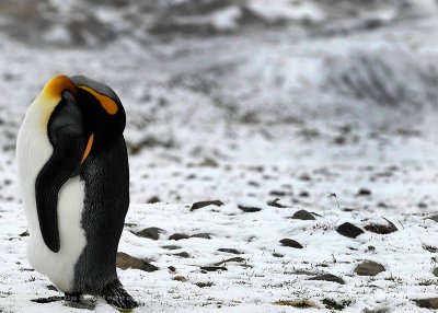 King Penguins,  Fortuna Bay  1