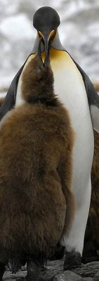 King Penguins, Fortuna Bay  4