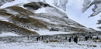 King Penguins, Fortuna Bay 6