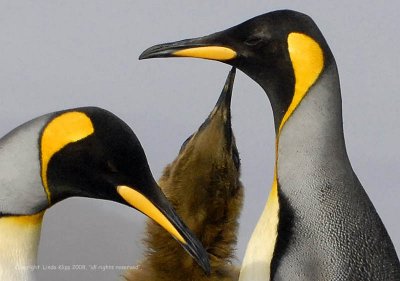 King Penguins, Salisbury Plains  2