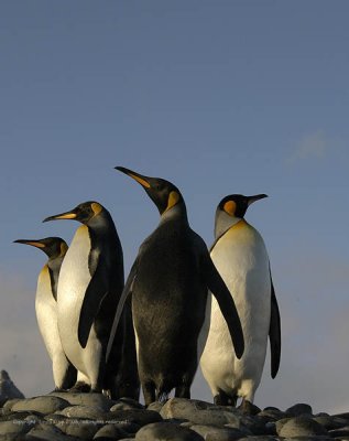 King Penguins, Salisbury Plains  3