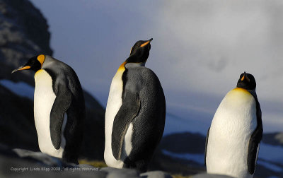 King Penguins, Salisbury Plains  6
