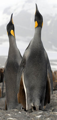 King Penguins, Salisbury Plains  7