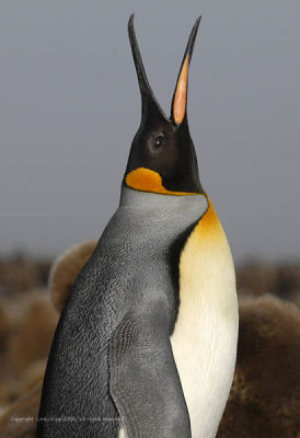 King Penguins, Salisbury Plains  10