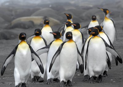 King Penguins, Gold Harbor  1