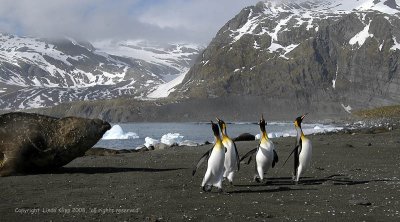 King Penguins, Gold Harbor  3