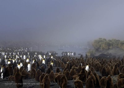 King Penguins, Gold Harbor  11