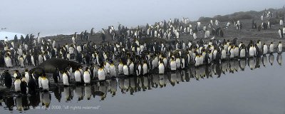 King Penguins, Gold Harbor 5