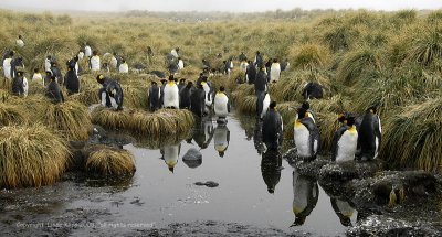 King Penguins, Gold Harbor  6