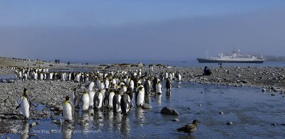 King Penguins, Salisbury Plains  11