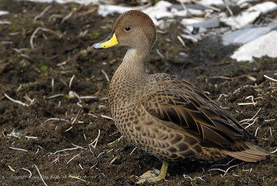 Pintail Duck, Prion Island  1