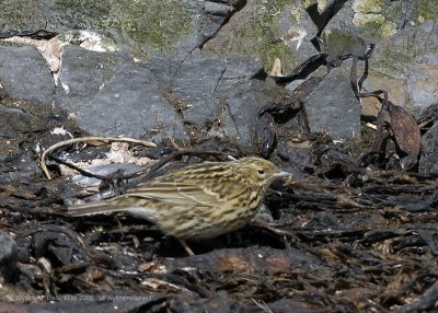 Pipit, Prion Island  2