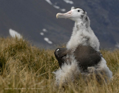 Wandering Albatross, Prion Island  2