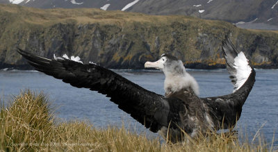 Wandering Albatross, Prion Island  3
