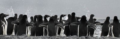 Adelie Penguins,  Brown Bluff   1