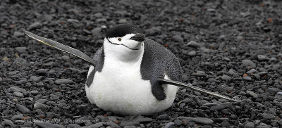 Chin Strap Penguins, Baily Head - Deception Island  2