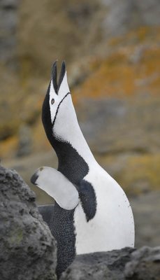 Chin Strap Penguins, Baily Head - Deception Island  6