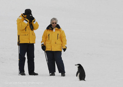 Chin Strap Penguins, Baily Head - Deception Island   7