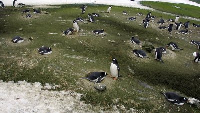Gentoo Penguins, Barrientos Island  4