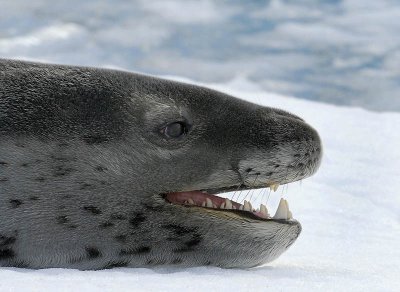 Leopard Seal, Useful Islands  1