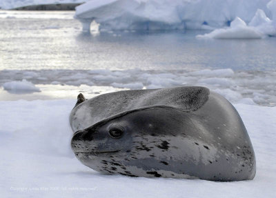 Leopard Seal, Useful Islands  2