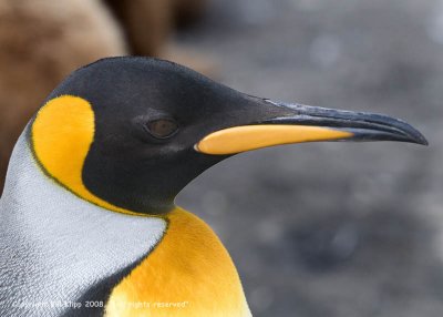 King Penguin,  Gold Harbor  75