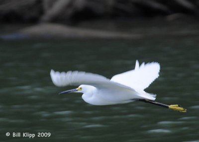 Snowy Egret 1