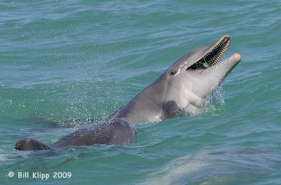 Bottlenose Dolphins with Needle Fish 4