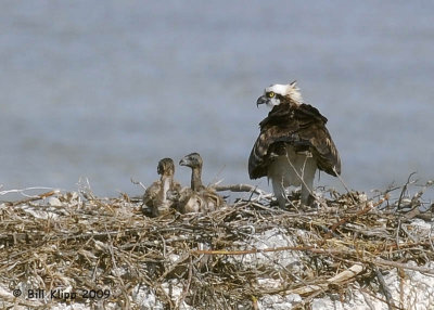 Osprey with Chicks  2