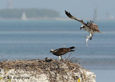 Osprey Brings Dinner to the nest 
