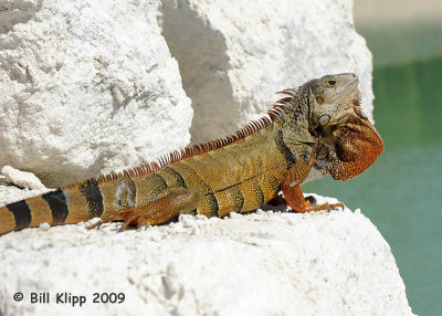 Iguana, Key West Botanical Gardens  1