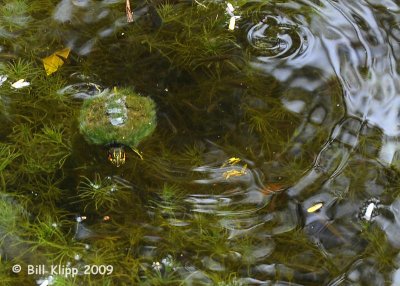 Turtle, Key West Botanical Gardens  1