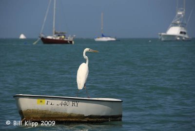 Great White Heron  1