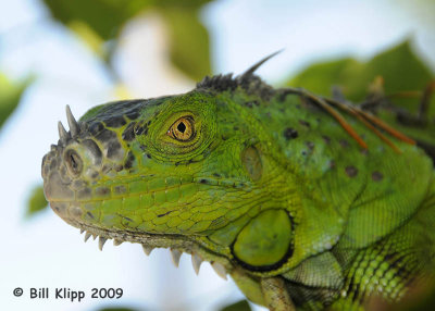 Green Iguana  2