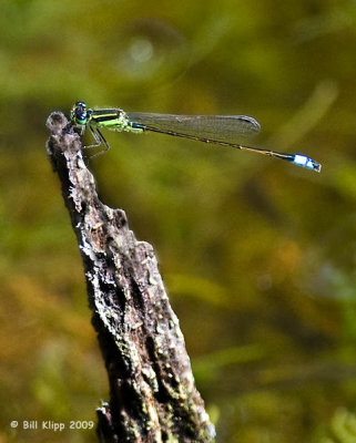 Damselfly 1