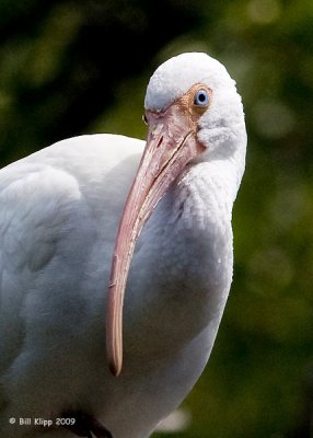 White Ibis,  Key West Botanical Gardens  1