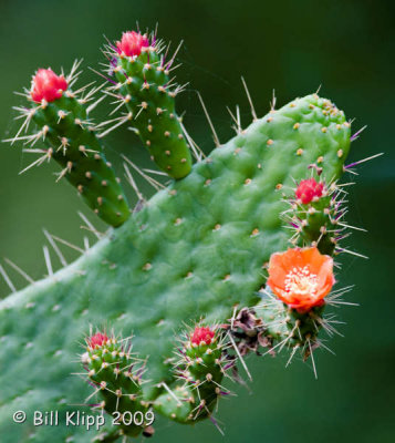 Cactus  1