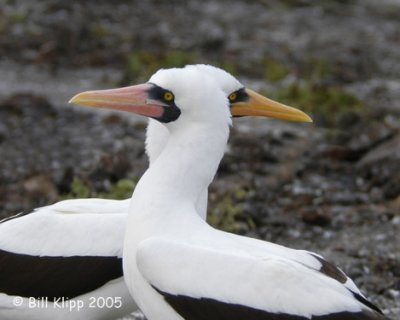 Nazca Boobie   6