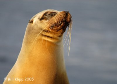California Sea Lion 2