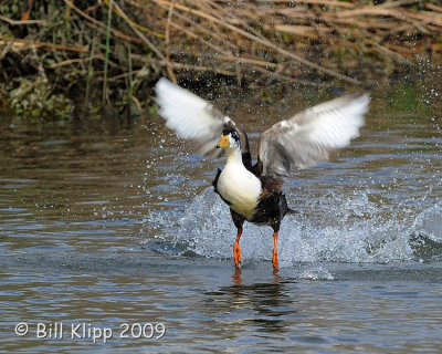 Duck Take Off   1