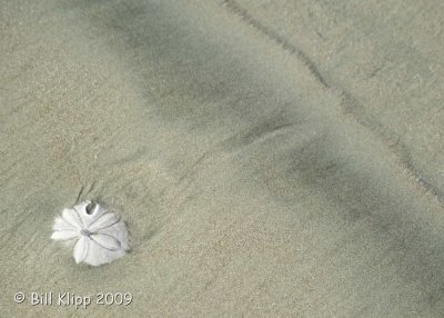 Sand Dollar Beach  7