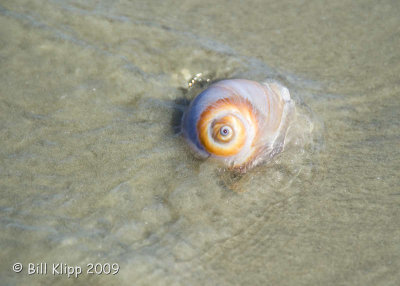 Sand Dollar Beach  6