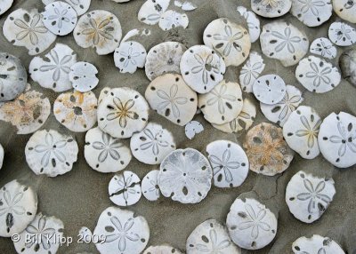 Sand Dollar Beach 5